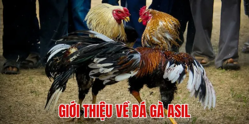 Sơ lược về loại hình cá cược đá gà Asil